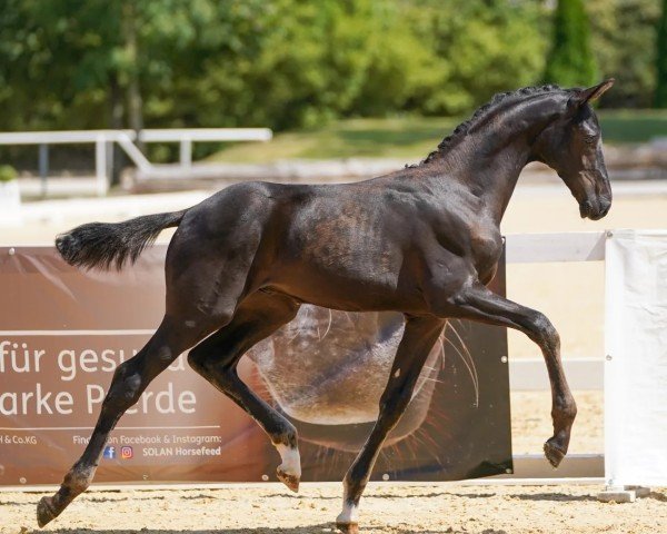 horse Adrenalin (Austrian Warmblood, 2024, from Apache)