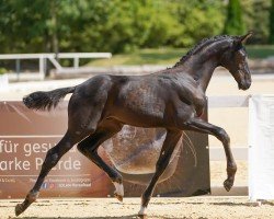 Pferd Adrenalin (Österreichisches Warmblut, 2024, von Apache)