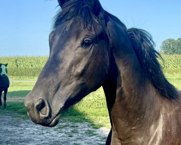 horse Sugar (Trakehner, 2023, from Onyx)
