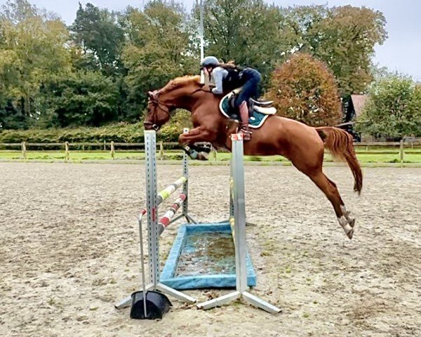 jumper Miss Margret 2 (Trakehner, 2020, from Berlusconi)