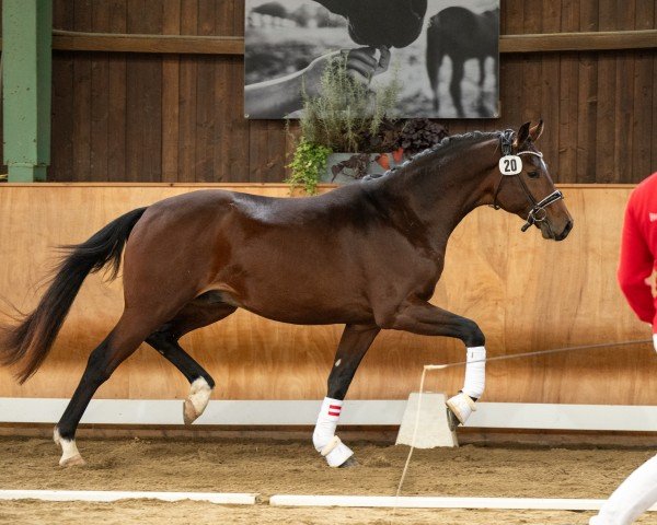 horse Ferrero Rocher (Austrian Warmblood, 2022, from For Romance I)
