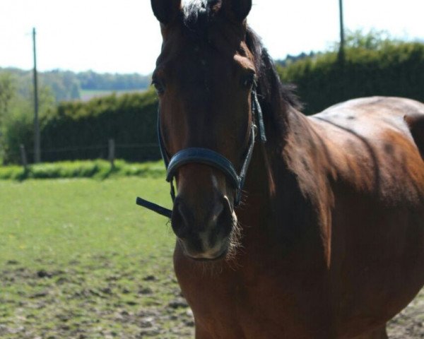 dressage horse Rock Rose 3 (Westphalian, 2012, from Rock Forever NRW)