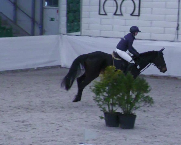 Reitturnier Zweibrücken - Halle 2025