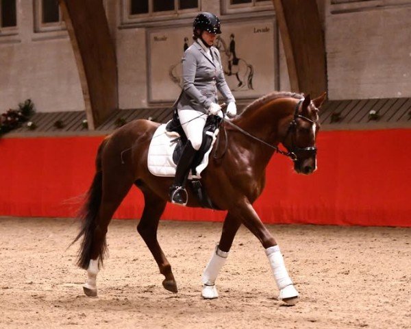 stallion Snowfire St. Angelo (Trakehner, 2017, from All Inclusive)