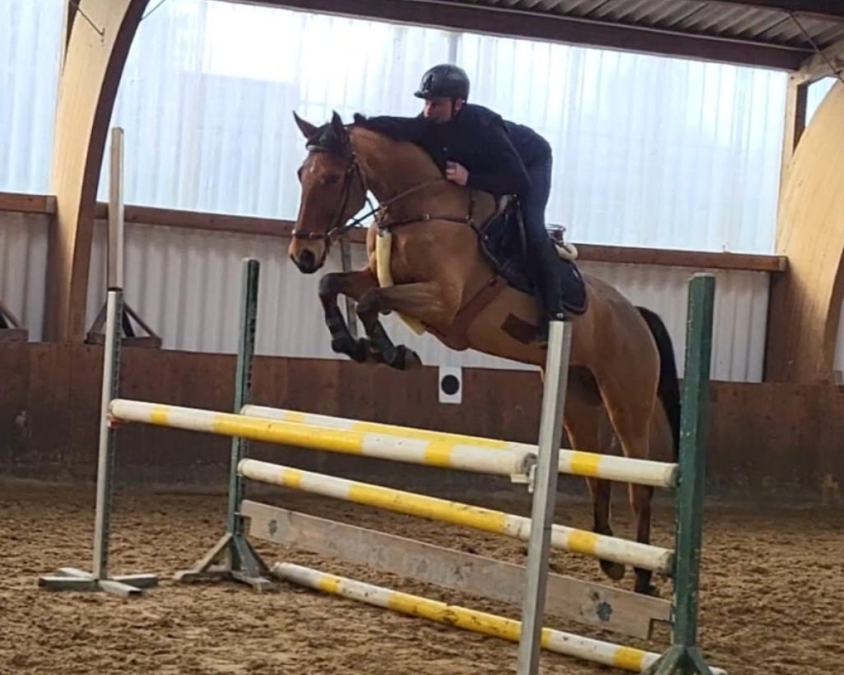 Springpferd Vridolin de la Pomme (Hannoveraner, 2019, von Vagabond de la Pomme)
