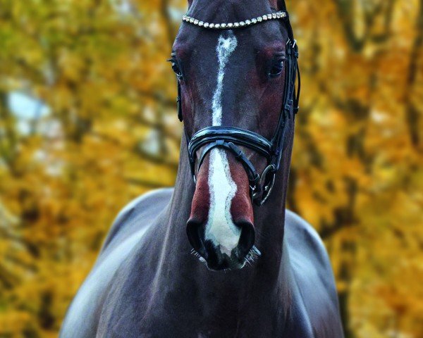 stallion Brillant du Reventon (German Sport Horse, 2021, from Cornet’s Balou)