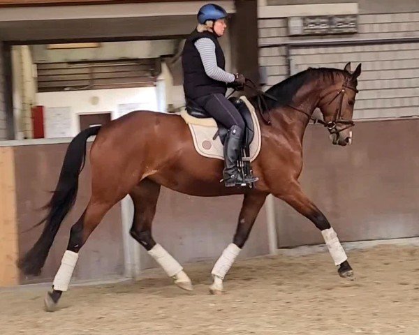 Pferd Best of Luck (Oldenburger, 2020, von Callaho's Benicio)