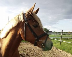 Springpferd Vicky my best friend (Deutsches Reitpony, 2009, von Voyager 2)
