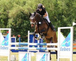 jumper Lacoste 153 (Zangersheide riding horse, 2013, from Landstreicher)