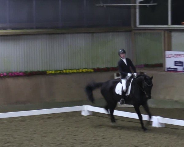Reitturnier Sieversen - Rosengarten 2025