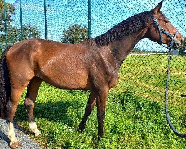 horse Dreamworld (Oldenburg, 2021, from De Royal)