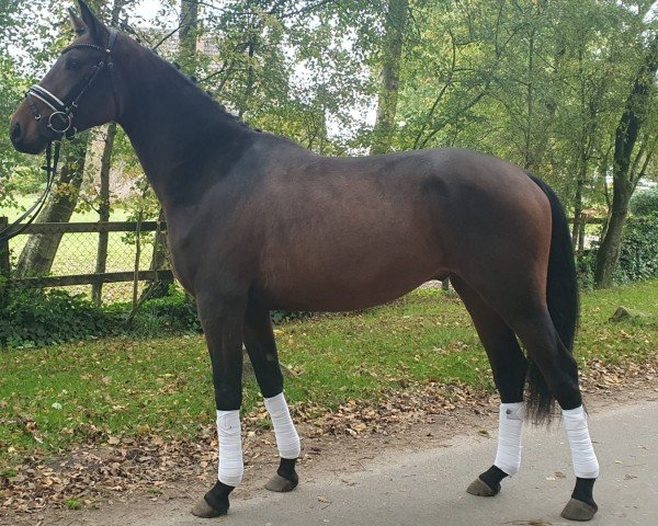 horse Cosmido (German Riding Pony, 2021, from Cosmopolitan NRW)