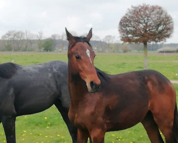 horse Carlchen (German Sport Horse, 2020, from Casiro I)