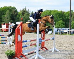 jumper Catinka 41 (German Riding Pony, 2019, from Heitholms Dempsey)