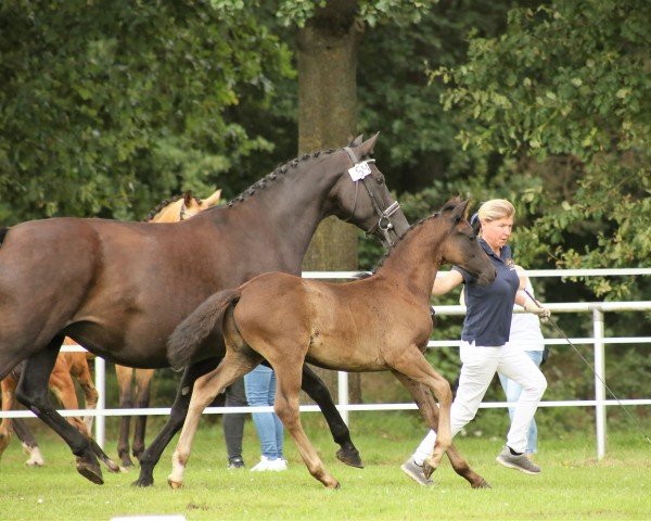 horse Nevermore (German Riding Pony, 2023, from Neverland WE)