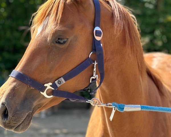 horse Stute von Leviathan (Oldenburg, 2020, from Leviathan)