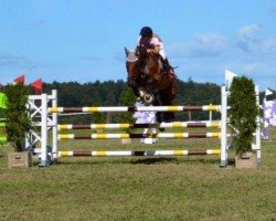 jumper Kannan Boy (Oldenburg show jumper, 2006, from Kannan)
