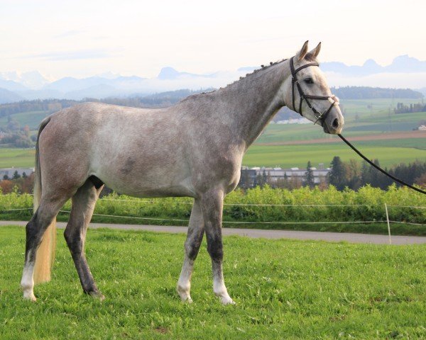 Springpferd Jazzy du Pre du Jart (Selle Français, 2019, von Berlin)