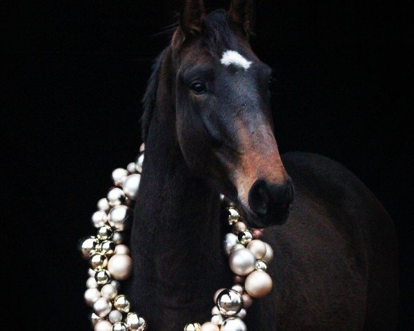 horse Elisson (Westphalian, 2022, from Ellis NRW)