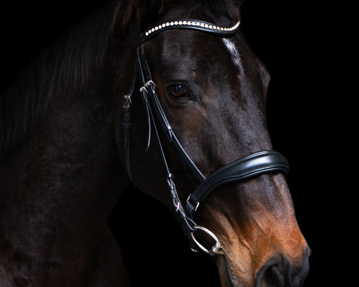 horse Calypso (Oldenburg, 2010, from Contendro I)