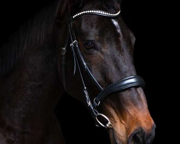 Pferd Calypso (Oldenburger, 2010, von Contendro I)