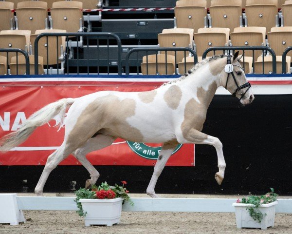 stallion Montivo Hoejgaard (German Riding Pony, 2022, from GP Montedo Hoejgard)