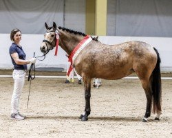 broodmare De Camillaé H (German Riding Pony, 2021, from Diamonds Showtime)