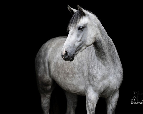 horse Cachette con éxito H (Hanoverian, 2020, from Charleston)