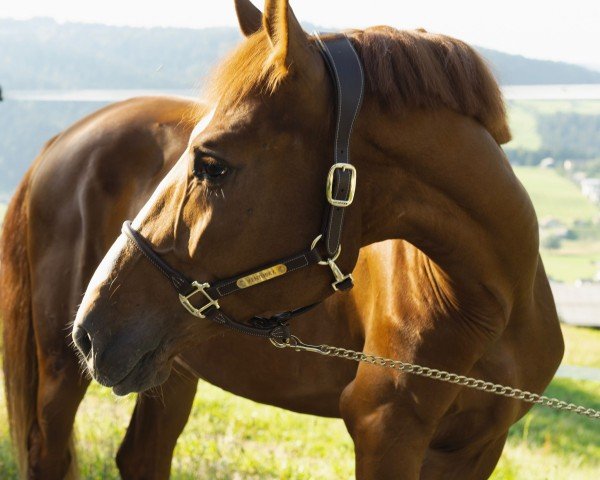 Pferd Karineo Z (Zangersheide Reitpferd, 2021, von Kassander van het Roosakker)