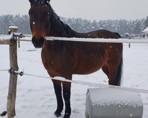 horse Camillo (German Sport Horse, 2010, from Contract)