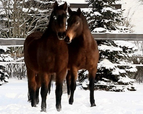 broodmare Kora (Saxony-Anhaltiner, 1993, from Kolibri 2705)