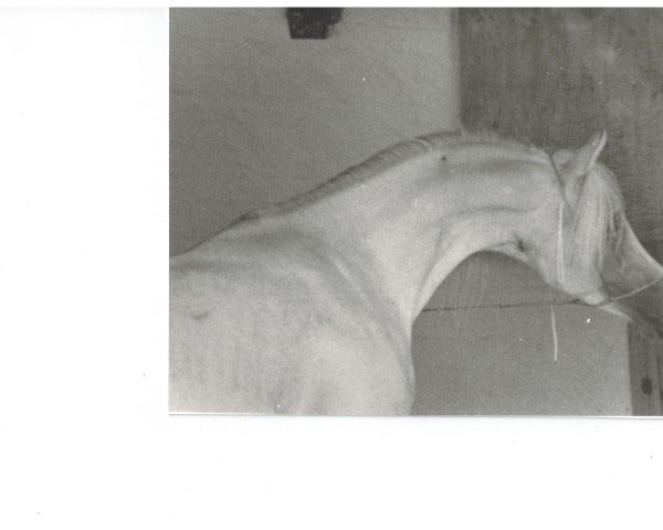 stallion Nuri Schalan ox (Arabian purebred, 1966, from Nizar 1953 ox)