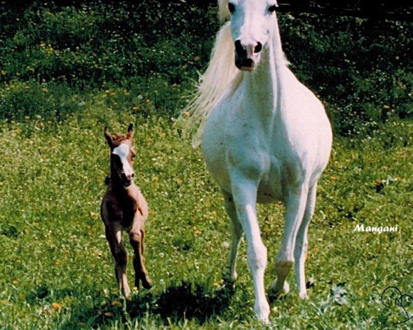 broodmare Bint Mangani ox (Arabian purebred, 1992, from Ansata El Salaam ox)