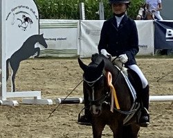 dressage horse Bella 906 (Pony without race description, 2006)