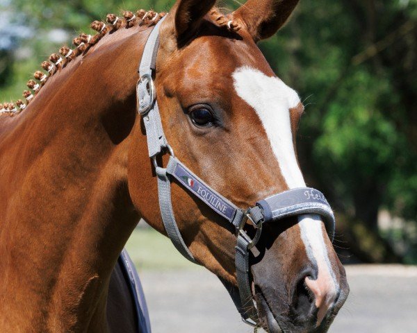 Pferd Heideblüte vom Liebetal (Trakehner, 2020, von Niagara 34)