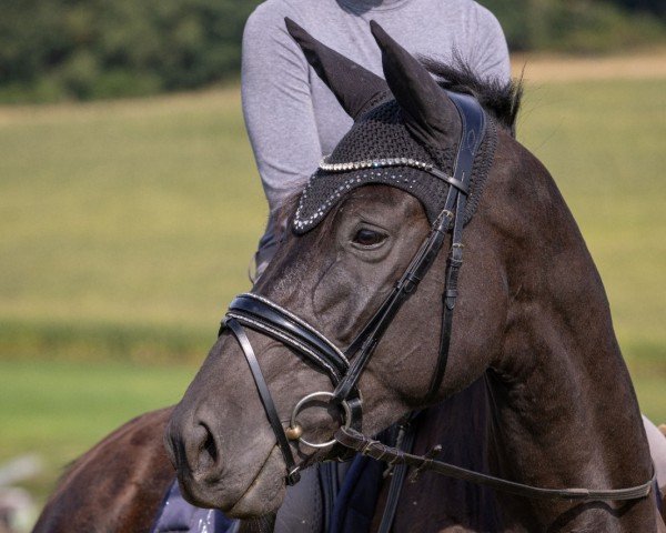 horse Xinderella vom Liebetal (Trakehner, 2020, from Sir Easy)