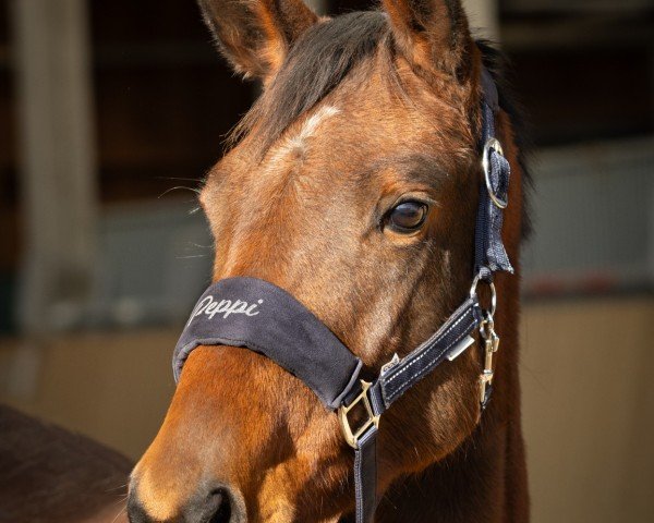 horse Antara (Trakehner, 2021, from Ganderas)