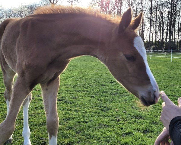 horse Vigo Royal B (Hanoverian, 2023, from Vidar)