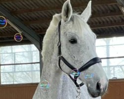 broodmare Mariska Vh Dingenshof Z (Zangersheide riding horse, 2009, from Marius Claudius)