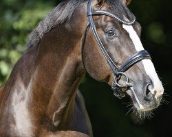 stallion NIKAN'S DIAMOND (KWPN (Royal Dutch Sporthorse), 2018, from Kannan)