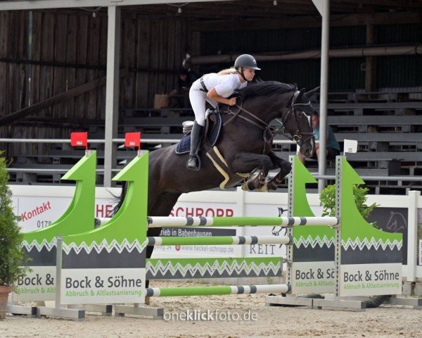 Springpferd Petronella van de Fruitkorf (Belgisches Warmblut, 2015, von Darco)