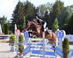 Springpferd Magnifique 4 (KWPN (Niederländisches Warmblut), 2017, von Chapeau TN)