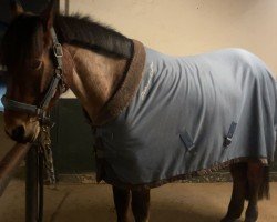 Springpferd Shonny (Pony ohne Rassebezeichnung, 2012)