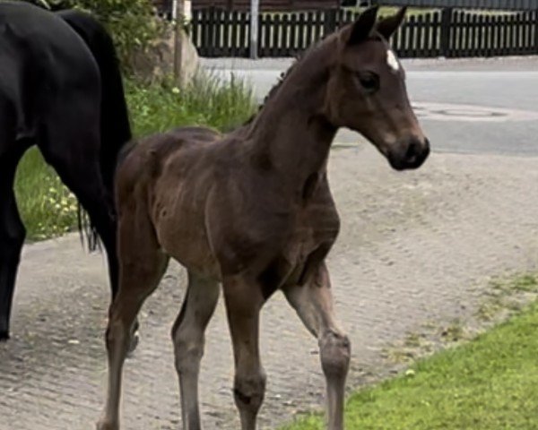 horse Elvis P (Oldenburg, 2024, from Escolar)