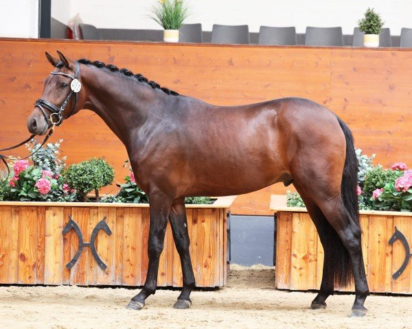 horse Hanuta Cream SF (German Riding Pony, 2022, from Halifax)