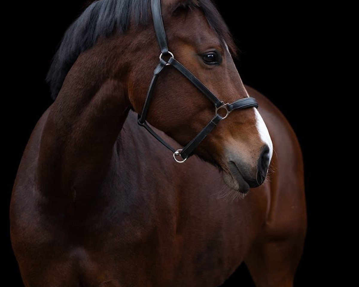 Springpferd Die Daphne (Rheinländer, 2013, von Dancing Diamond 18)