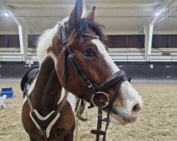 jumper Szalka (Polish Warmblood, 2016, from Koquain)
