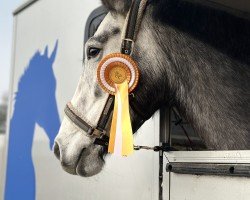 Springpferd Collinsville (Rheinländer, 2020, von DSP Call Me Crazy)