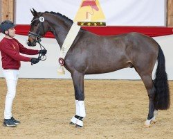 stallion Donkey Amour (German Sport Horse, 2022, from Hesselhøj Donkey Boy)