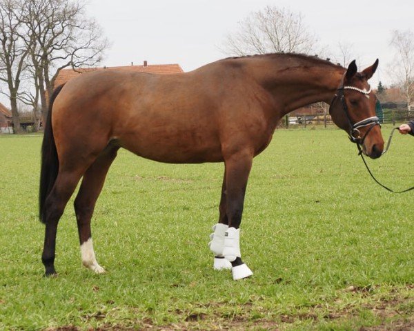 Pferd Cafe's Wilana (Oldenburger, 2022, von Cafe au lait 2)
